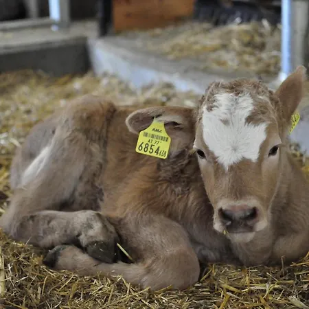 Farmház Biohof Stockreiter Vulgo Grillschmied Murau