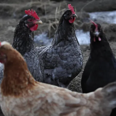 Biohof Stockreiter Vulgo Grillschmied Farmház Murau