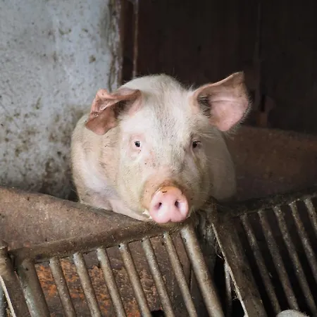 Biohof Stockreiter Vulgo Grillschmied Farmház Murau