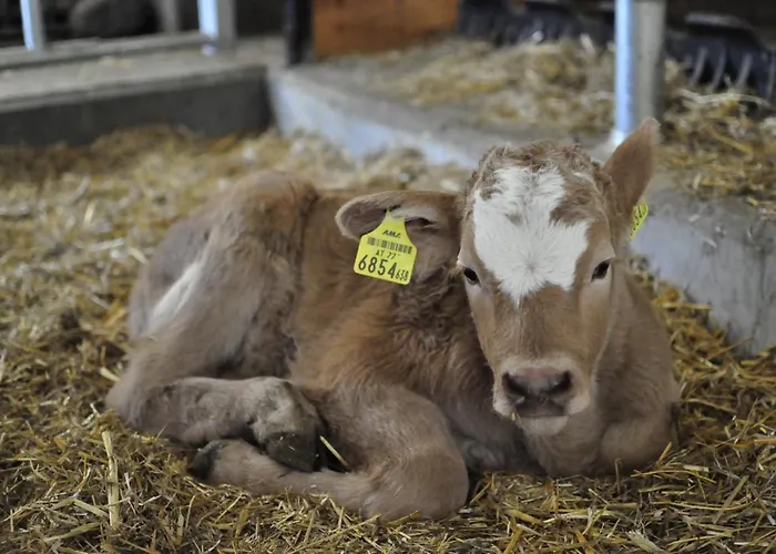 Farm stay Biohof Stockreiter Vulgo Grillschmied Murau