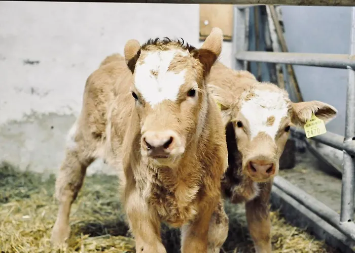 Biohof Stockreiter Vulgo Grillschmied Murau