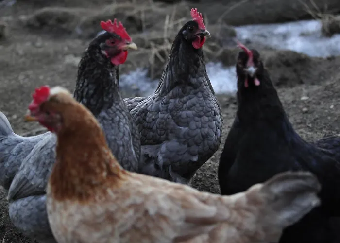 Biohof Stockreiter Vulgo Grillschmied Farmház Murau