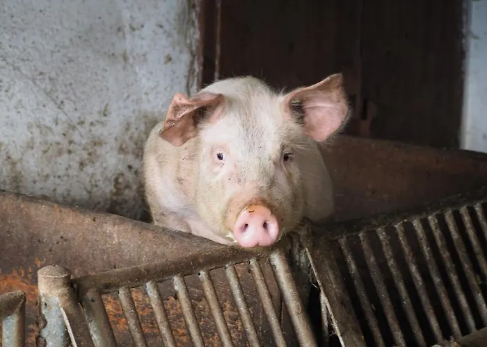 Biohof Stockreiter Vulgo Grillschmied Farm stay Murau