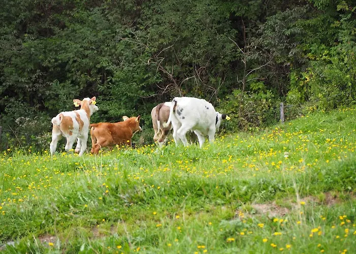 Biohof Stockreiter Vulgo Grillschmied Farm stay *